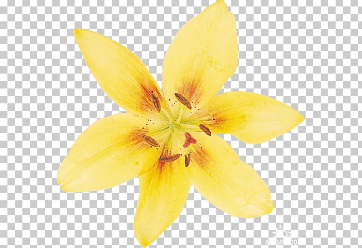 Narcissus Lilium Daffodil Flower Petal PNG, Clipart, Blume, Daffodil, Drawing, Flower, Flowering Plant Free PNG Download