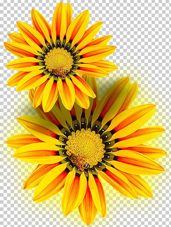 Flower Yellow PNG, Clipart, Annual Plant, Chrysanths, Color, Cut Flowers, Daisy Free PNG Download