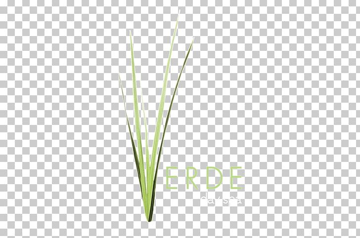 Lemongrass Commodity Leaf Plant Stem Line PNG, Clipart, Commodity, Grass, Grass Family, Leaf, Lemongrass Free PNG Download