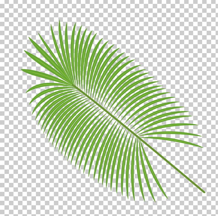 Palm Leaves Material PNG, Clipart, Arecaceae, Arecales, Effect Elements, Fall Leaves, Green Free PNG Download