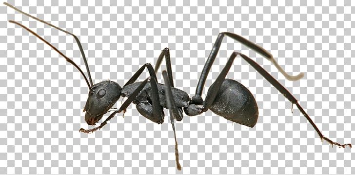 Ant Colony Insect Camponotus Herculeanus Formicarium PNG, Clipart, Ant, Ant Colony, Arthropod, Camponotus Herculeanus, Carpenter Free PNG Download