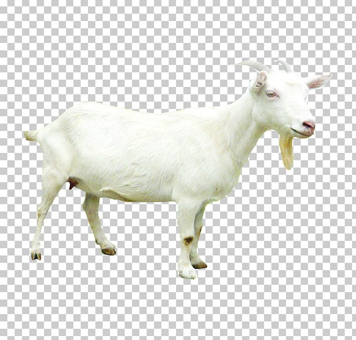 Sheepu2013goat Hybrid Sheepu2013goat Hybrid PNG, Clipart, Animals, Cartoon Goat, Cow Goat Family, Creative, Eid Goat Free PNG Download