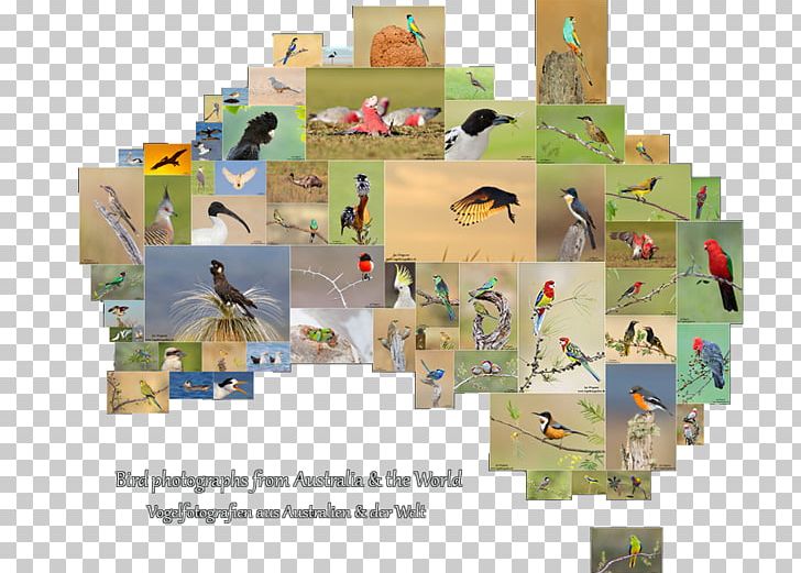 Australia Bird Photography PNG, Clipart, Australia, Bird, Blog, Copyright, Google Play Free PNG Download