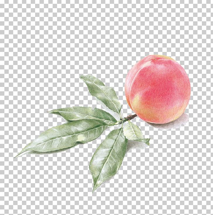 Drawing Watercolor Painting Peach PNG, Clipart, Apple, Art, Auglis, Cartoon, Drawing Free PNG Download