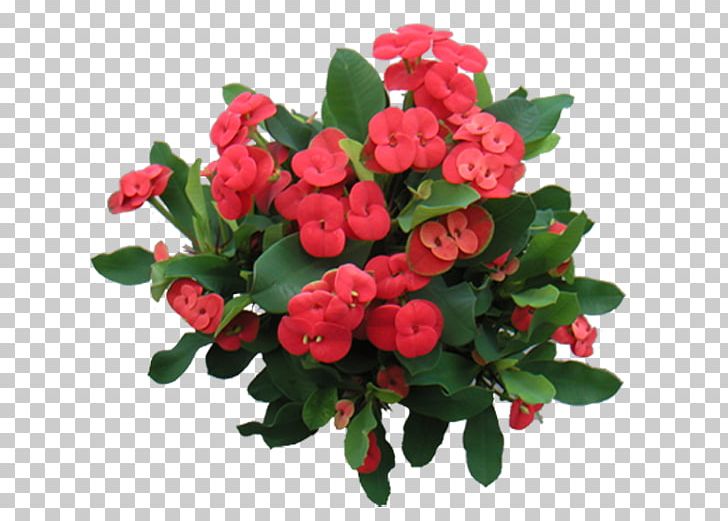 Euphorbia Milii Thorns PNG, Clipart, Adenium Obesum, Annual Plant, Bougainvillea, Flower, Flower Arranging Free PNG Download