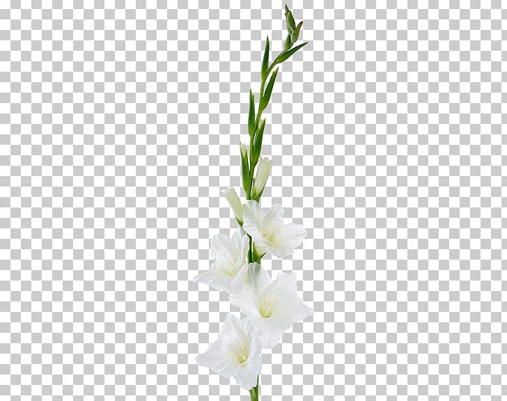Gladiolus Cut Flowers Plant Stem Floral Design PNG, Clipart, Artificial Flower, Cut Flowers, Floral Design, Floristry, Flower Free PNG Download