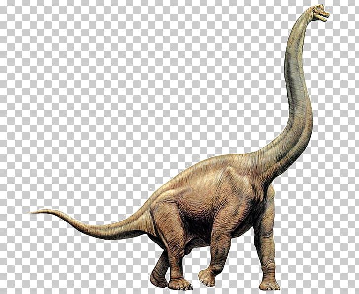 Brachiosaurus Apatosaurus Giraffatitan Sauropoda Diplodocus PNG, Clipart, Aegyptosaurus, Animal Figure, Apatosaurus, Brachiosaurus, Celebrity Free PNG Download