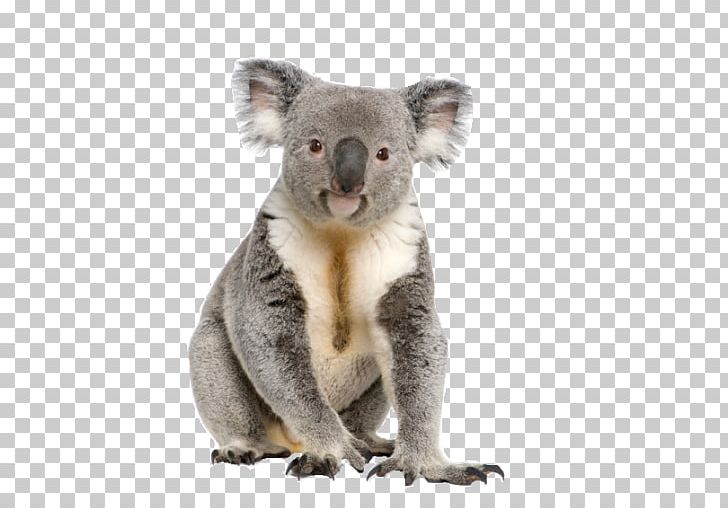 Koala Bear Cuteness PNG, Clipart, Animal, Animals, Bear, Computer Icons, Cuteness Free PNG Download