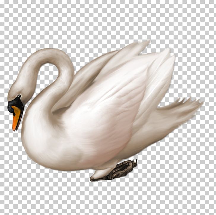 Mute Swan Black Swan Bird PNG, Clipart, Animals, Art, Beak, Bird, Black Swan Free PNG Download