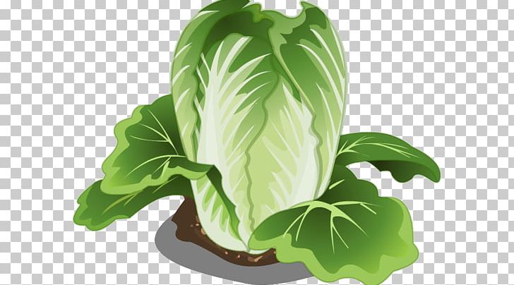 Penglai Vegetable Institute Chinese Cabbage Napa Cabbage PNG, Clipart, Animation, Cabbage, Cauliflower, Chinese, Chinese Border Free PNG Download