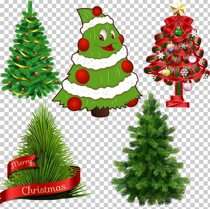 Scots Pine Tree Fir Norfolk Island Pine PNG, Clipart, Cartoon, Cedar, Chr, Christmas, Christmas Decoration Free PNG Download