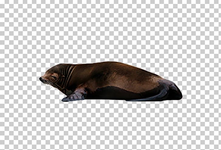 Sea Lion Earless Seal PNG, Clipart, 3d Computer Graphics, Animal, Animals, Computer Graphics, Download Free PNG Download
