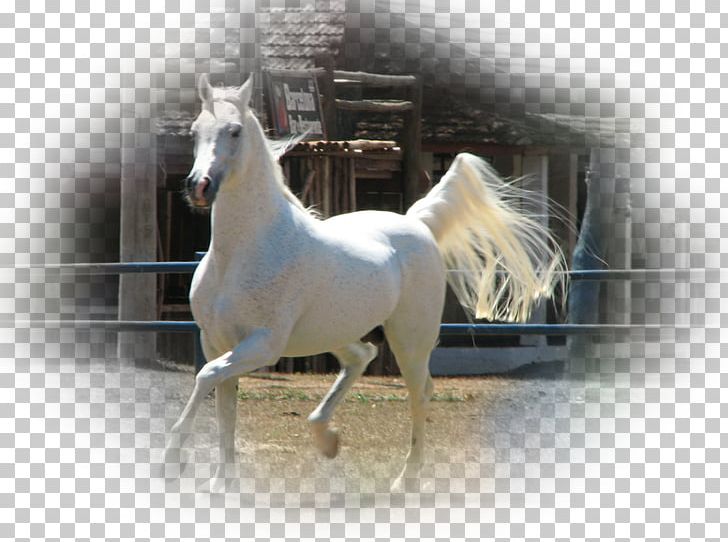 Stallion Arabian Horse Irish Sport Horse Connemara Pony Mare PNG, Clipart, Animal, Arabian Horse, Arabisches Halbblut, Atlar, At Resimleri Free PNG Download