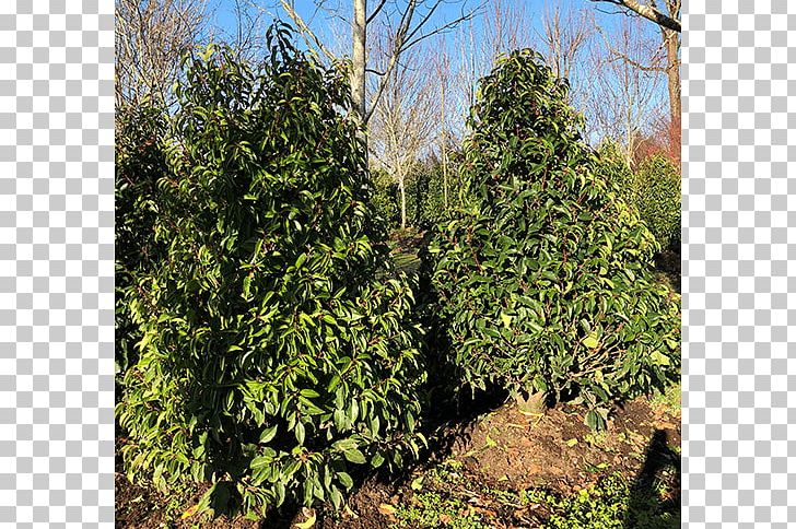 Tree Leyland Cypress Arborvitae Evergreen Shrub PNG, Clipart, Arborvitae, Biome, Cupressus, Ecosystem, Evergreen Free PNG Download