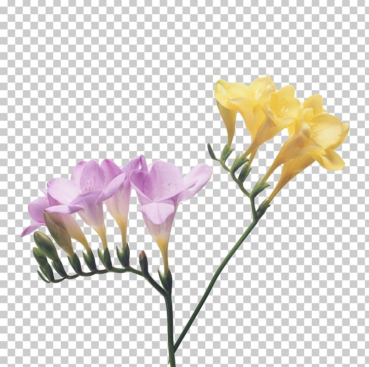 Freesia Cut Flowers Petal Bulb PNG, Clipart, Artificial Flower, Branch, Bud, Bulb, Cut Flowers Free PNG Download
