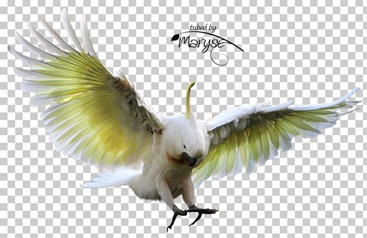 Hummingbird Parakeet Sulphur-crested Cockatoo PNG, Clipart, Animal, Animals, Beak, Bird, Bird Of Prey Free PNG Download