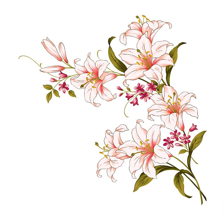 Lilium Candidum Flower Arum-lily PNG, Clipart, Album, Alstroemeriaceae, Blossom, Branch, Cherry Blossom Free PNG Download