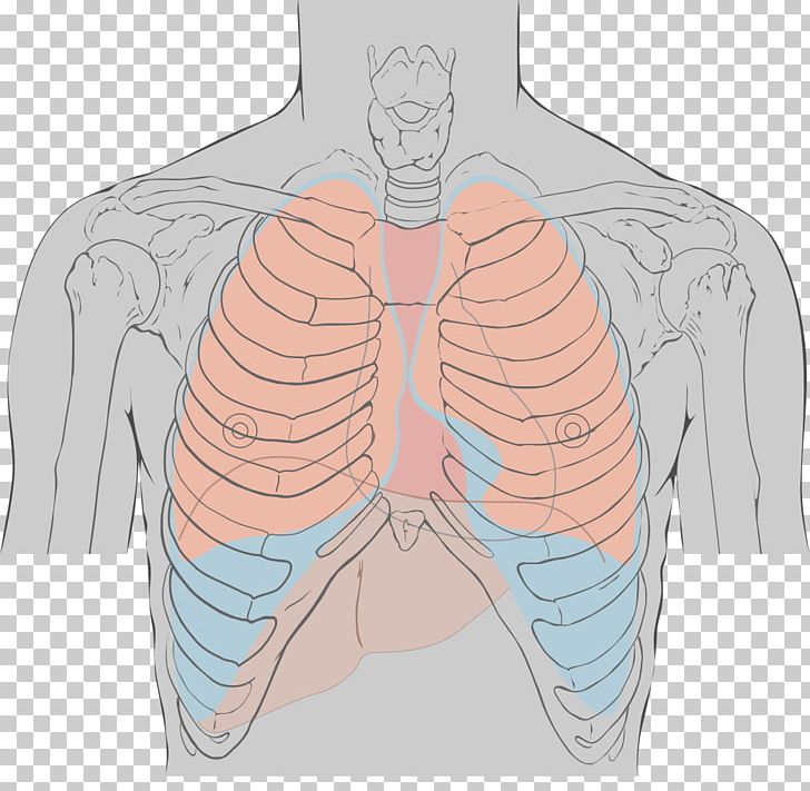 Tricuspid Valve Mitral Valve Auscultation Aortic Valve Heart Sounds PNG, Clipart, Abdomen, Angle, Aorta, Aortic Valve, Arm Free PNG Download