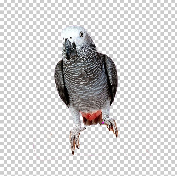Bird Cockatoo Cockatiel Parakeet PNG, Clipart, African Grey, Animals, Beak, Bird, Birds Free PNG Download