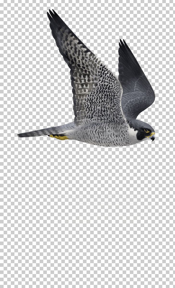 Bird Peregrine Falcon Flight Flying And Gliding Animals PNG, Clipart, Animal, Animals, Beak, Bird, Charadriiformes Free PNG Download