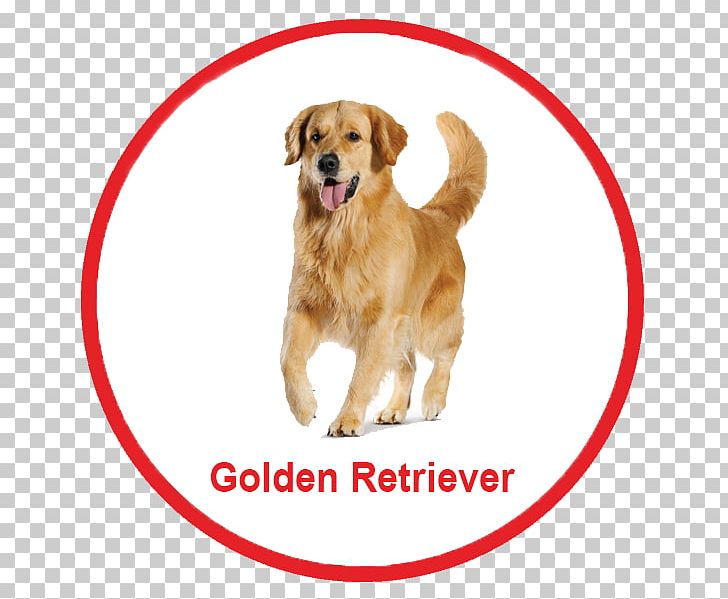 Golden Retriever Nova Scotia Duck Tolling Retriever Puppy Dog Breed Poodle PNG, Clipart, Animals, Canidae, Carnivoran, Companion Dog, Dog Free PNG Download