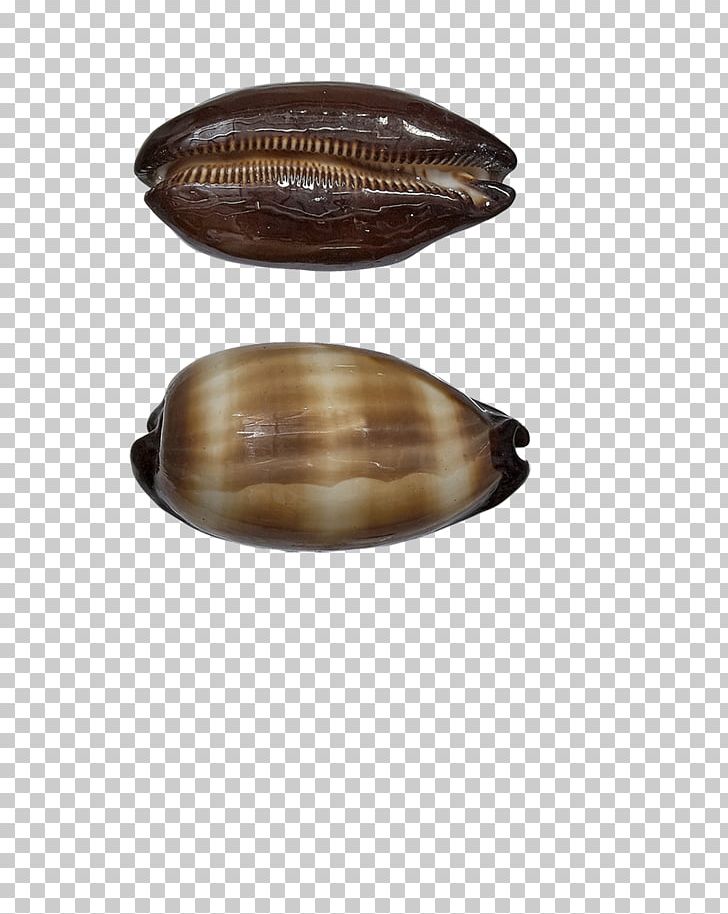Seashell Cowry Conch Mussel Oyster PNG, Clipart, Animals, Beach, Caramel Color, Christmas, Christmas Decoration Free PNG Download