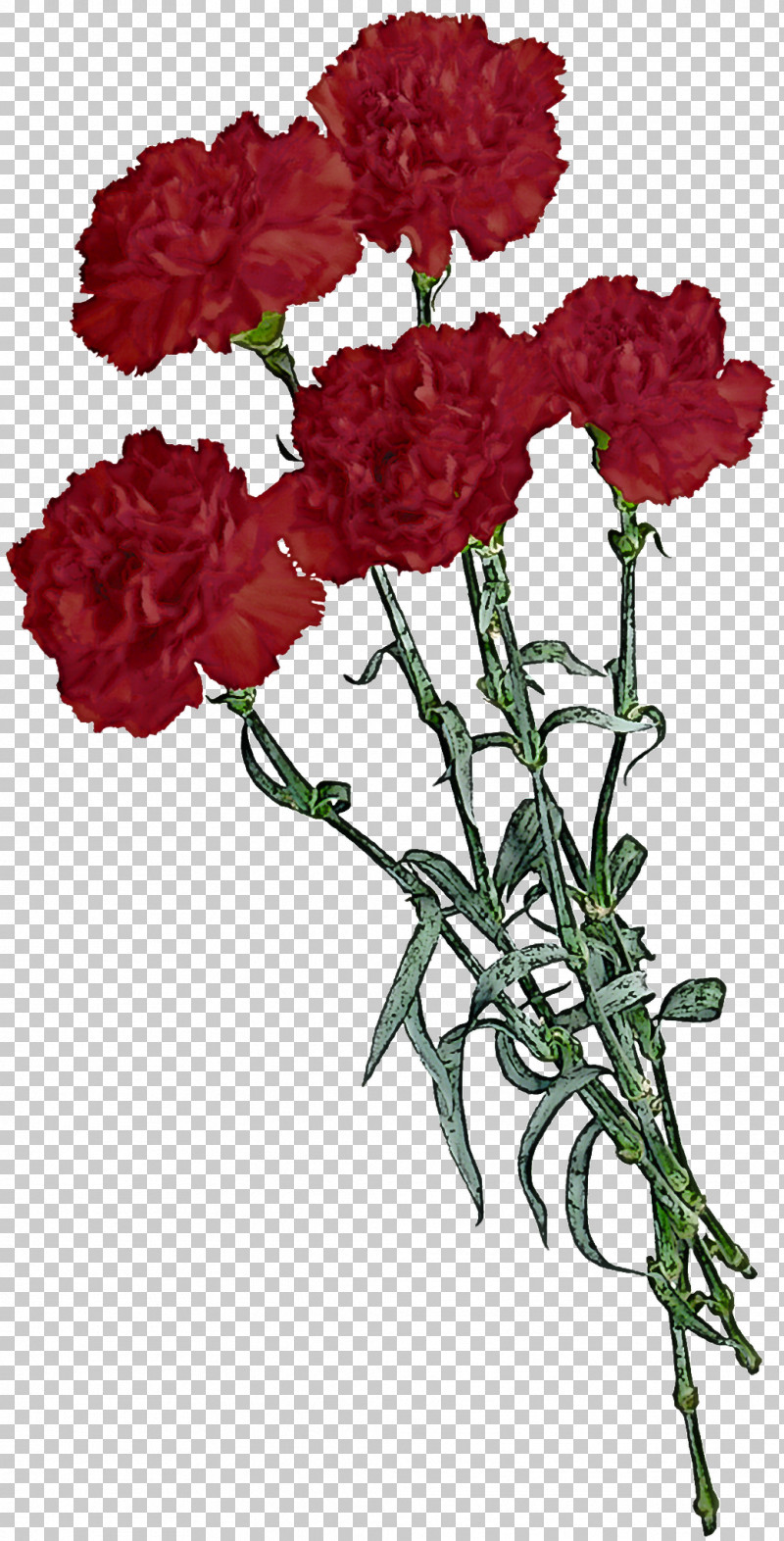 Flower Plant Cut Flowers Carnation Tagetes PNG, Clipart, Carnation, Cut Flowers, Dianthus, Flower, Geranium Free PNG Download