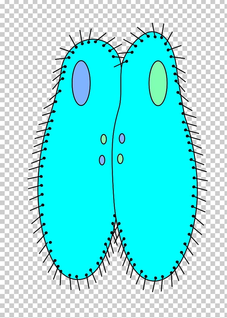 Ciliate Paramecium Caudatum Konjugation Biology Protist PNG, Clipart, Alveolate, Amoeba, Area, Artwork, Bacteria Free PNG Download