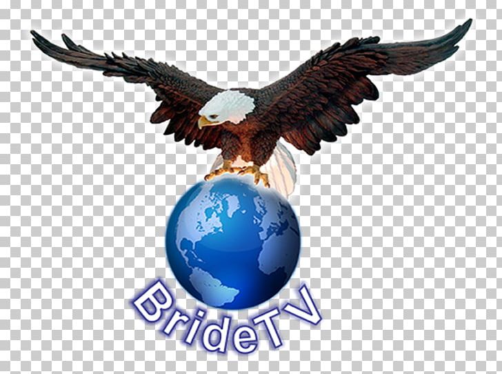 Weigelstown Bald Eagle Television Machine Power Take-off PNG, Clipart, Accipitriformes, Bald Eagle, Beak, Bird, Bird Of Prey Free PNG Download