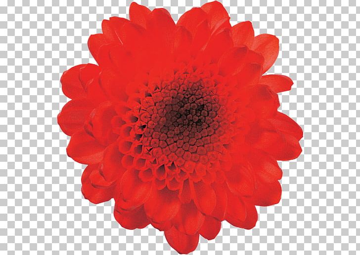 Desktop Flower PNG, Clipart, Art, Chrysanths, Cut Flowers, Dahlia, Daisy Family Free PNG Download