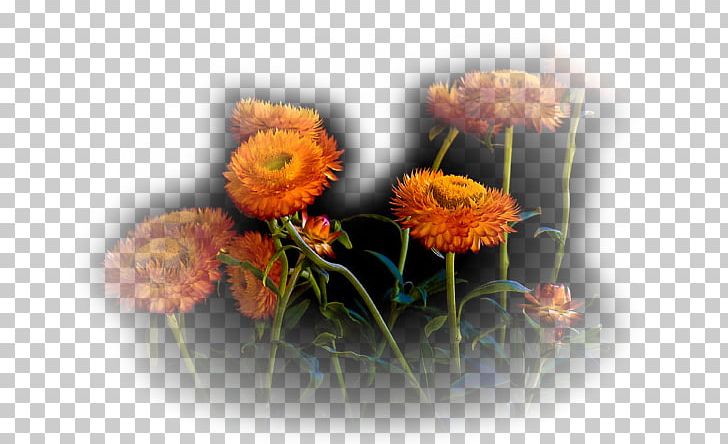 Floral Design Cut Flowers PNG, Clipart, Art, Calendula, Cicek, Cicekler, Cicek Resimleri Free PNG Download