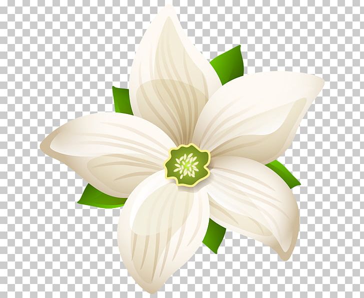Flower White PNG, Clipart, Amaryllis Family, Black And White, Color, Desktop Wallpaper, Flower Free PNG Download