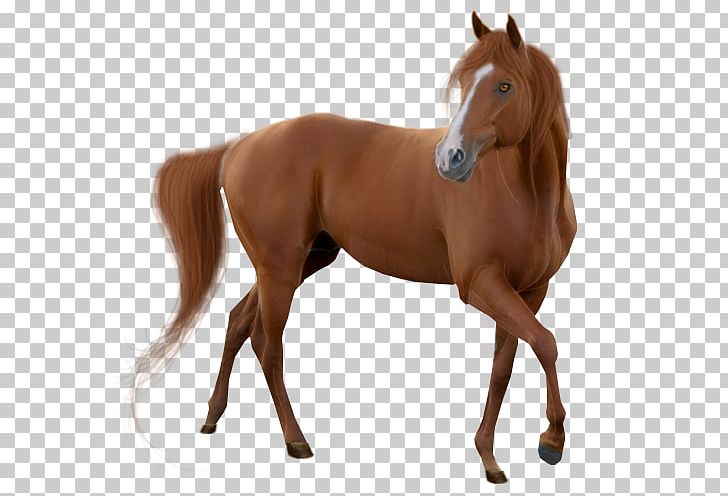 Horse Mare Stallion PNG, Clipart, Animals, Background, Bridle, Colt, Desktop Wallpaper Free PNG Download