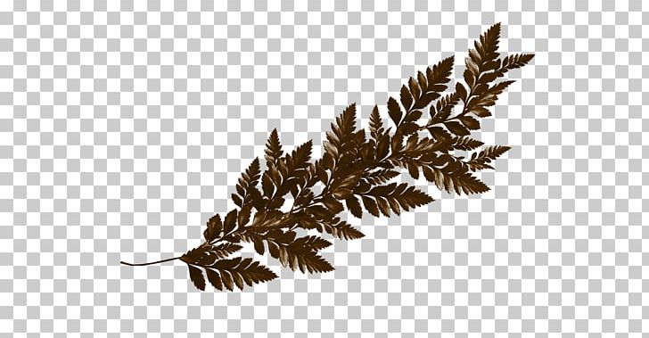 Leaf Vascular Plant PNG, Clipart, Branch, Coffee Break, Color, Cut Flowers, Drawing Free PNG Download
