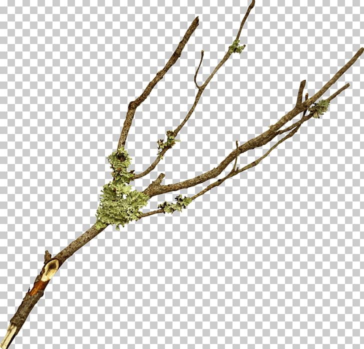 Branch Twig Tree Leaf PNG, Clipart, Branch, Flower, Food Drinks, Information, Leaf Free PNG Download