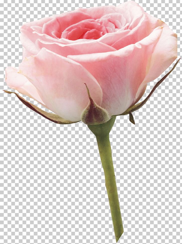 Garden Roses Cut Flowers Centifolia Roses PNG, Clipart, Bud, Centifolia Roses, Closeup, Cut Flowers, Floribunda Free PNG Download