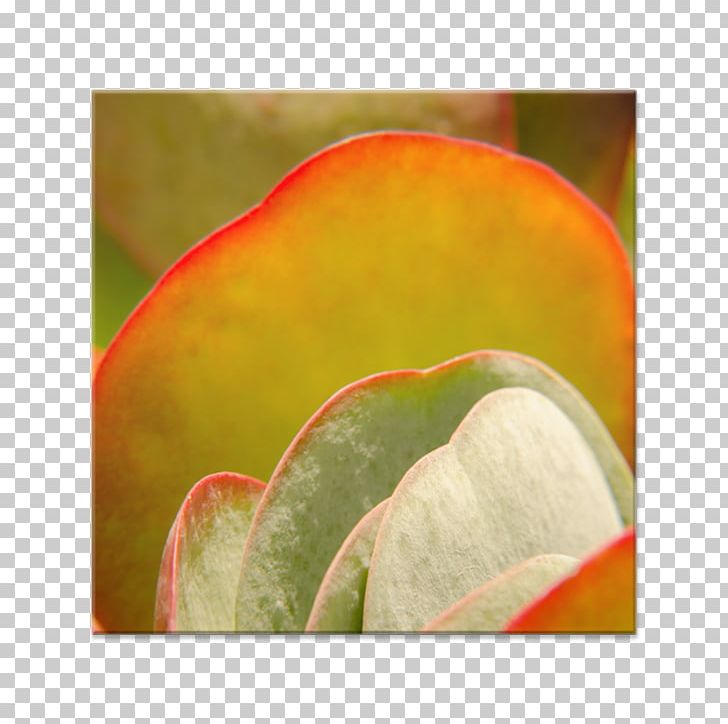 Close-up Leaf PNG, Clipart, Closeup, Fruit, Leaf, Petal, Soft Curve Free PNG Download