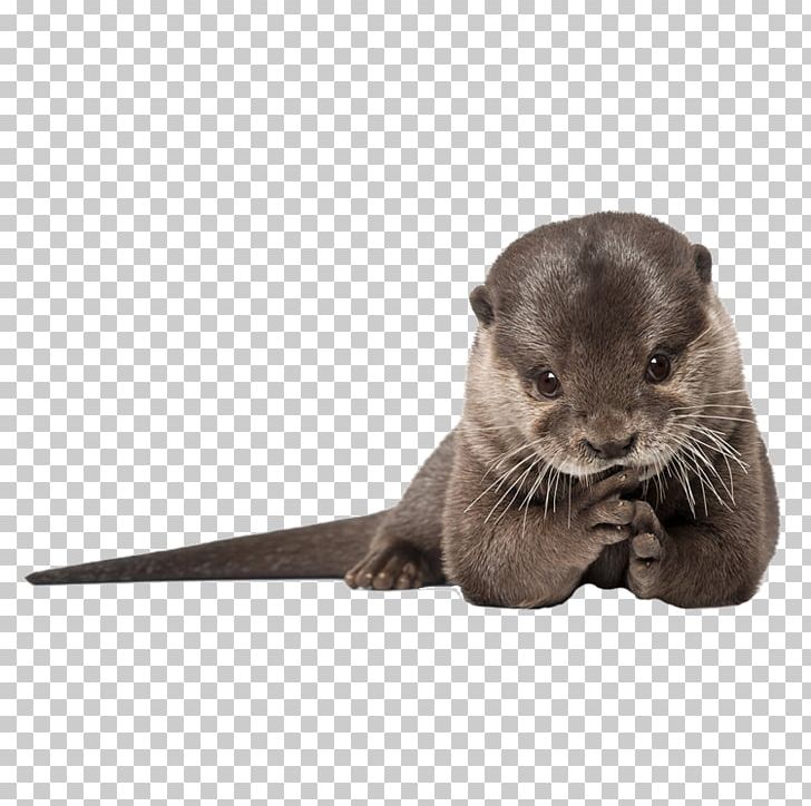 IPhone 6 Plus IPhone 4 Sea Otter IPhone 5s PNG, Clipart, Animal, Animals, Asian Smallclawed Otter, Carnivoran, Computer Free PNG Download