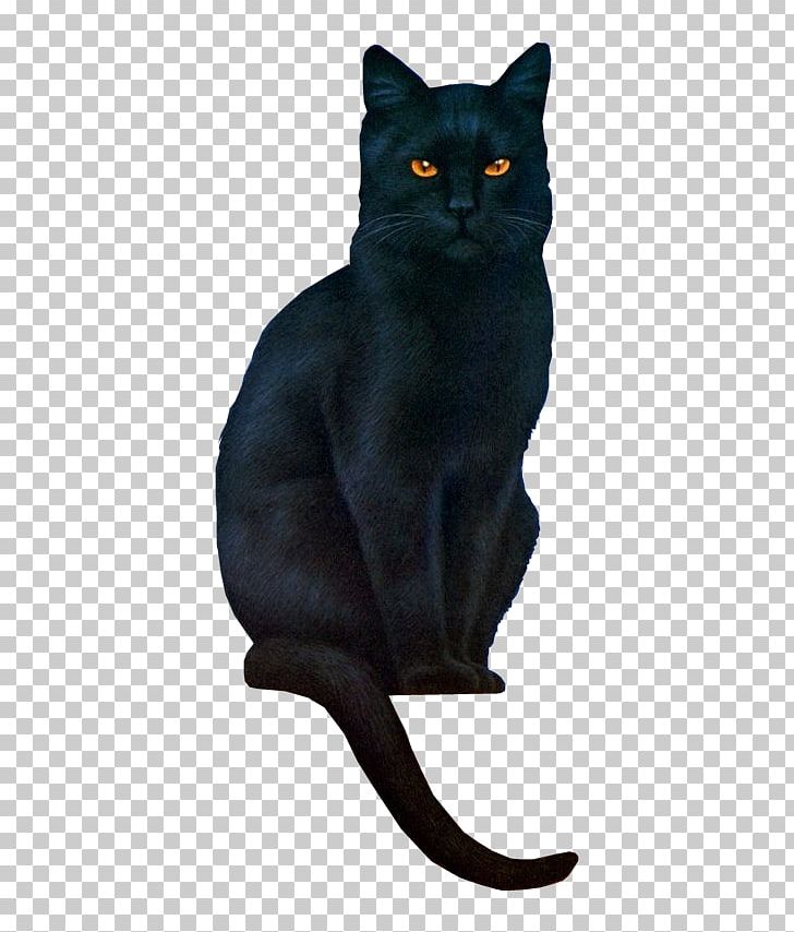Kitten Maine Coon Black Cat PNG, Clipart, American Wirehair, Animals, Asian, Black Cat, Bombay Free PNG Download