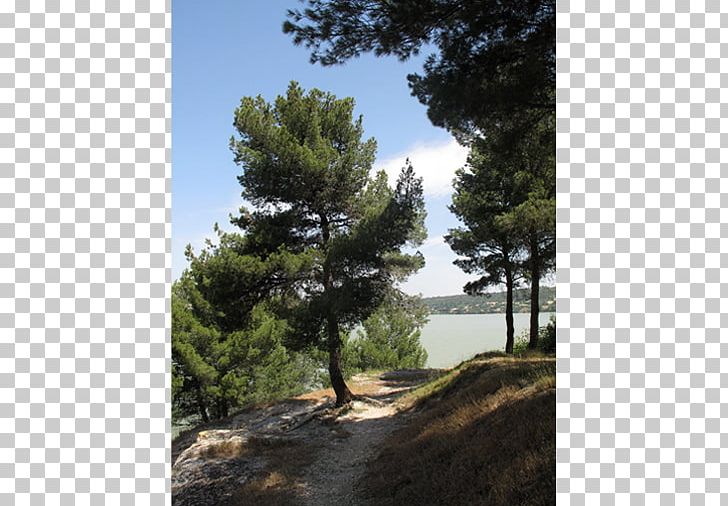 Pine Biome Vegetation Plant Community National Park PNG, Clipart, Biome, Chemin Paulseippel, Community, Conifer, Ecosystem Free PNG Download