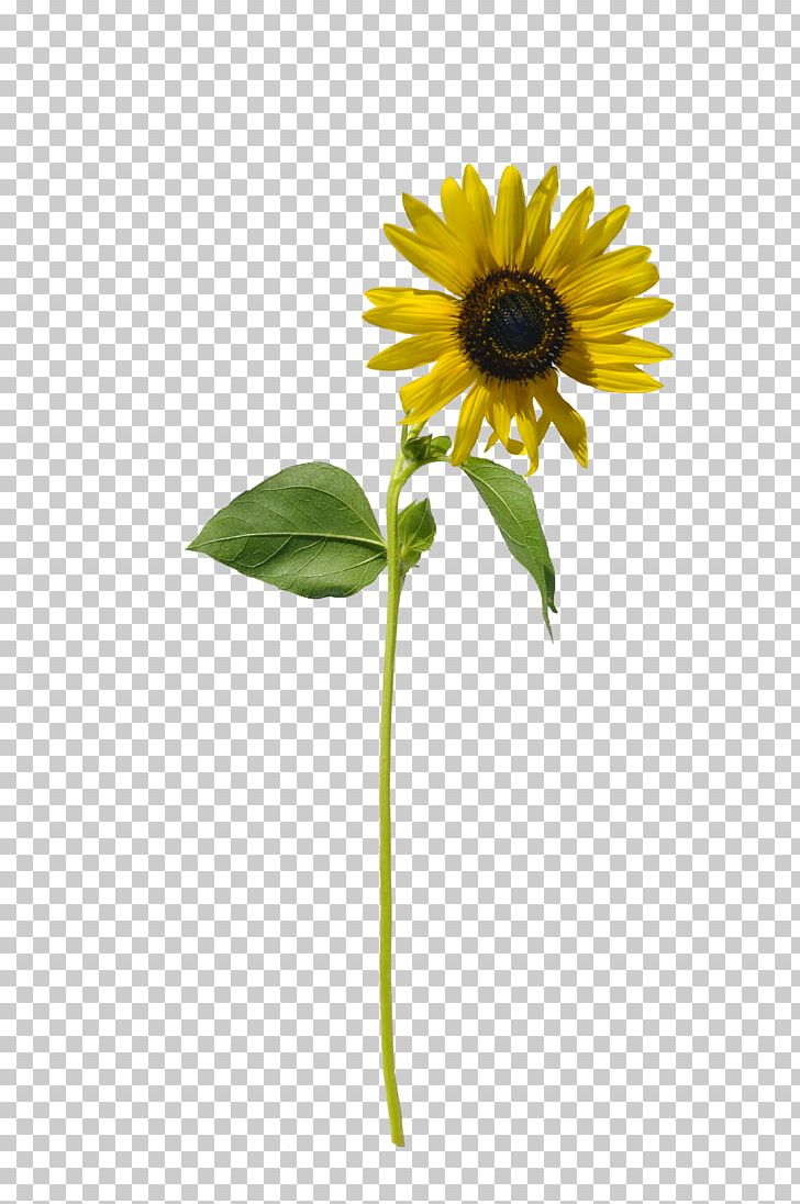 Common Sunflower Stock Photography PNG, Clipart, Art, Common Sunflower, Cut Flowers, Daisy Family, Deviantart Free PNG Download