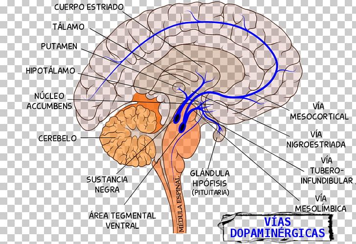 Mesolimbic Pathway Tuberoinfundibular Pathway Dopaminergic Pathways Brain PNG, Clipart, Blue, Brain, Bullet, Circle, Cobalt Blue Free PNG Download