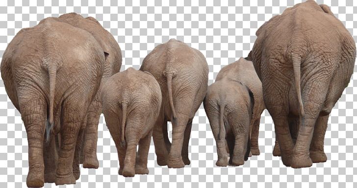 Asian Elephant Computer File PNG, Clipart, African Elephant, Animals, Bedroom, Carpet, Creative Market Free PNG Download