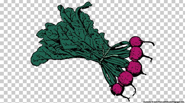 Beetroot Root Vegetables PNG, Clipart, Beetroot, Butterfly, Fictional Character, Flowering Plant, Fruit Free PNG Download