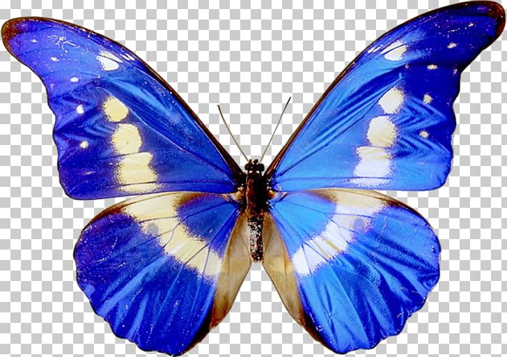 Butterfly Free Content PNG, Clipart, Arthropod, Blue, Blue Abstract, Blue Background, Blue Border Free PNG Download