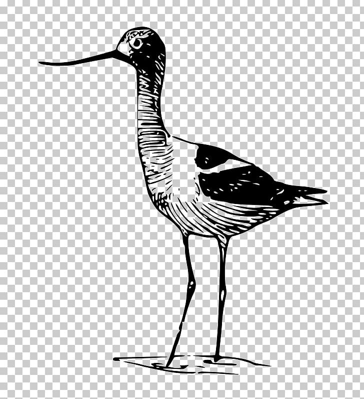 Drawing Avocet PNG, Clipart, Animal, Art, Beak, Bird, Black And White Free PNG Download
