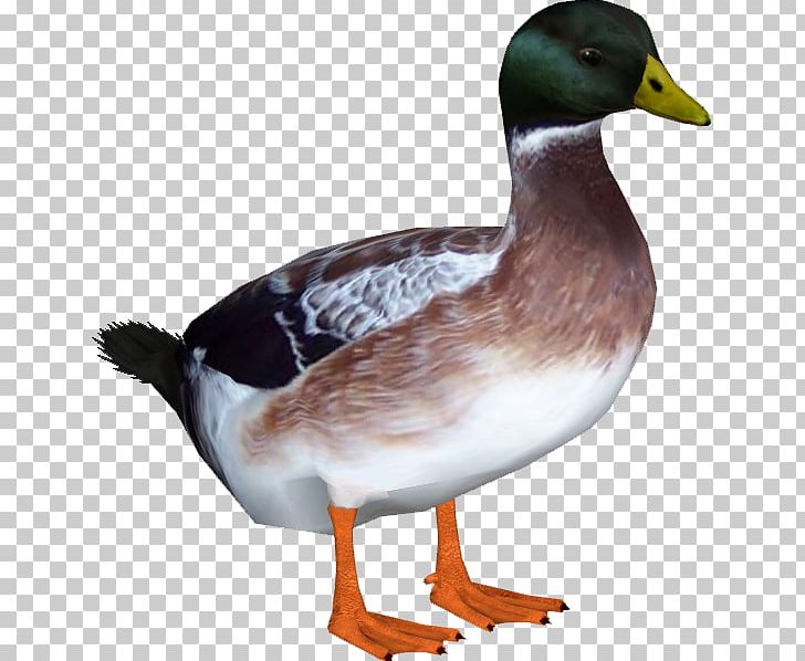 Indian Runner Duck Welsh Harlequin American Pekin Goose PNG, Clipart, American Pekin, Anatidae, Animal, Animals, Beak Free PNG Download