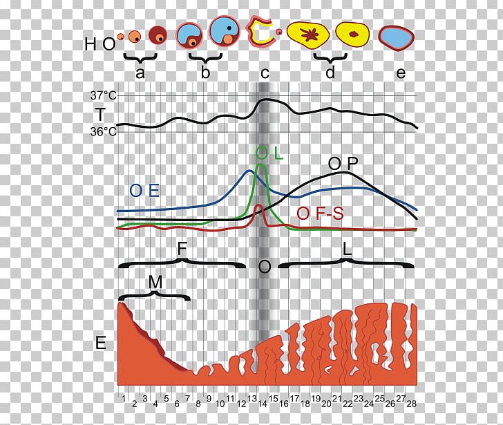 Menstrual Cycle Menstruation Ovulation Hormone Diagram PNG, Clipart, Angle, Area, Diagram, Endometrium, Estradiol Free PNG Download