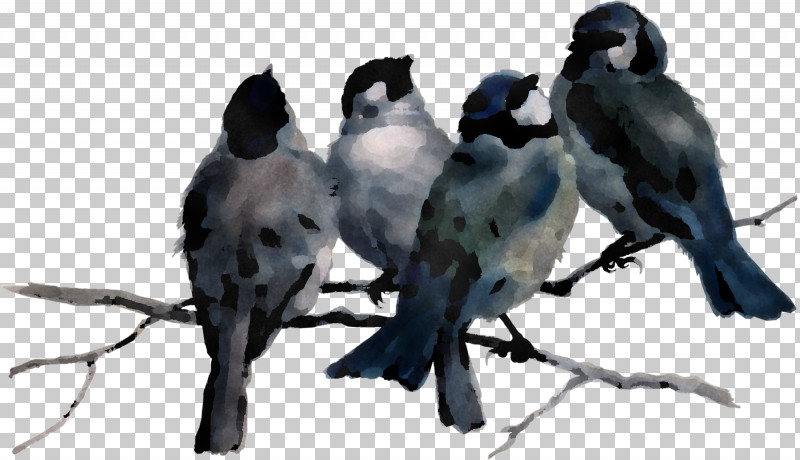 Bird Beak Jay Perching Bird Songbird PNG, Clipart, Beak, Bird, Branch, Crowlike Bird, Jay Free PNG Download