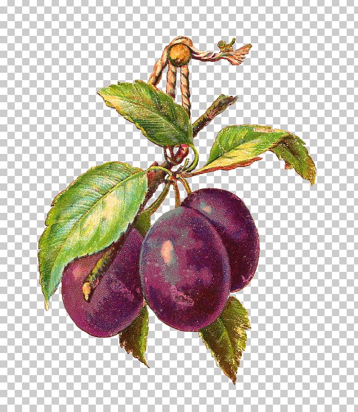 Plum Decoupage Fruit Pluot PNG, Clipart, Apple, Apricot, Berry, Cherry, Chokeberry Free PNG Download
